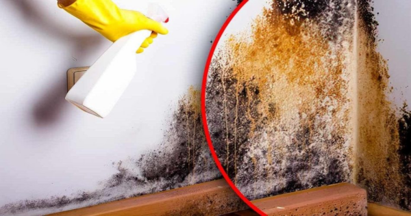O truque natural para eliminar o mofo da casa: desaparece em 1 hora sem produtos químicos
