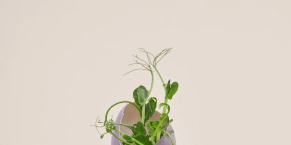 O truque para cultivar uma macieira em 3 semanas com uma operação simples é incrível