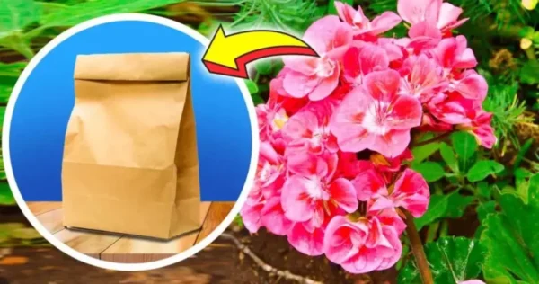 O truque para hibernar gerânios: tudo que você precisa é de um saco de papel