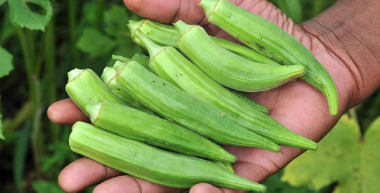 O vegetal que previne diabetes, doenças renais e asma