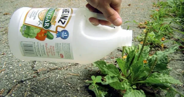 O vinagre branco é o melhor amigo do jardim – Aqui estão 6 aplicações para o jardim