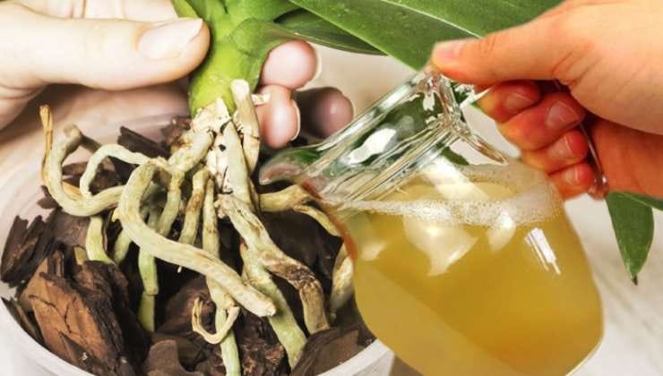 Fertilizante natural feito com batata