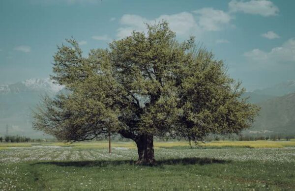 Oliveira: a árvore que produz o “ouro” da Itália.