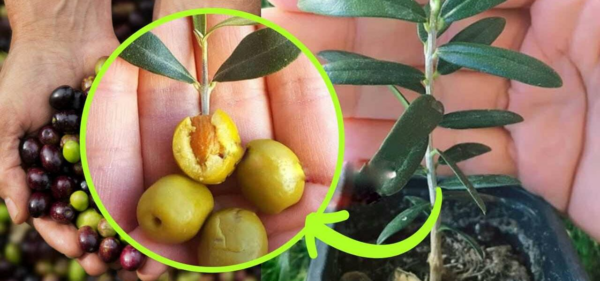 Oliveira em vaso, aqui está a técnica para cultivá-la no seu melhor: vigorosa e viçosa