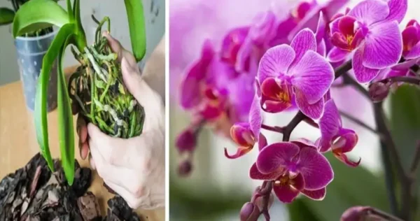 Orchidea, sofre com o calor no verão: se você esquecer de fazer isso, você a encontrará morta em setembro