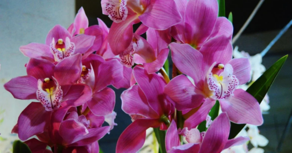 Orquídea: Apenas um ingrediente para uma floração excepcional!