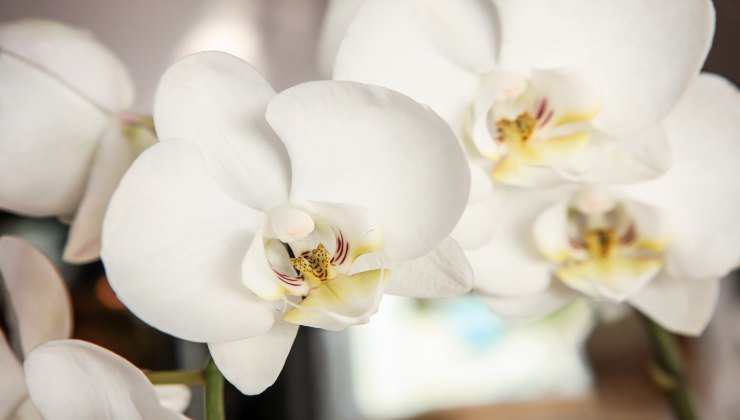 Orquídea: veja como ter flores abundantes