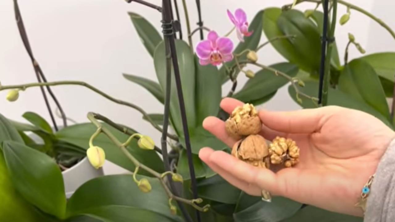 Orquídea: veja como ter flores abundantes