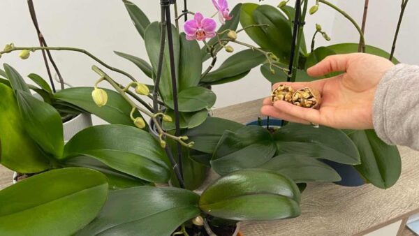 Orquídea, com esta solução natural terá flores saudáveis ​​e abundantes