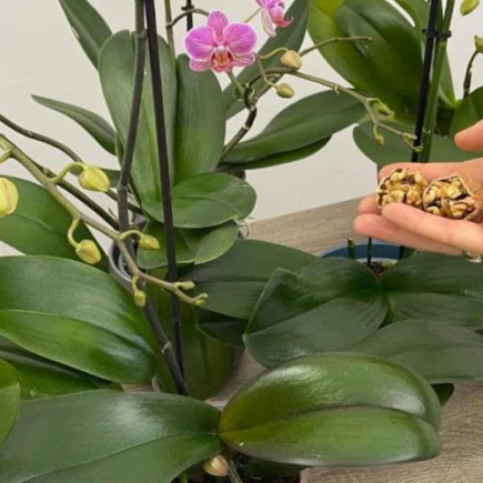 Orquídea, com esta solução natural você obterá flores saudáveis ​​e exuberantes