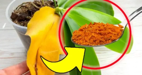 Orquídea com folhas amarelas e podres, não jogue fora: esse é o método infalível para trazer de volta à vida!