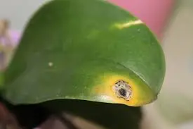 Orquídea doente: o truque do xarope “açúcar e água” para salvá-la rapidamente | custo 0