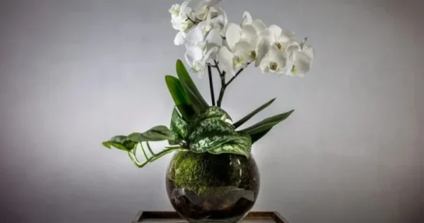 Orquídea: em uma semana estará cheia de flores. Leva apenas 2 minutos