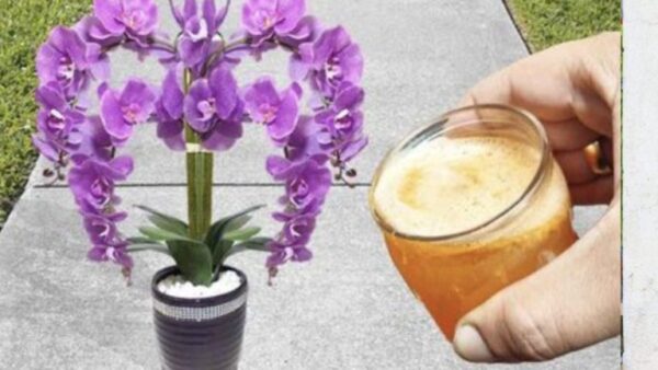 Orquídea – fertilizante especial e adubação – armazenamento