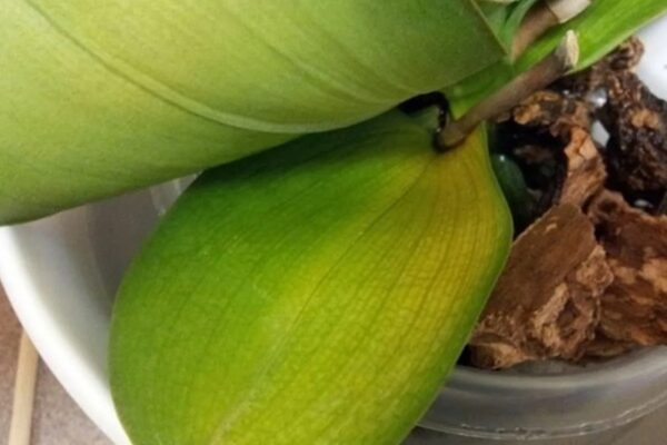 Orquídea, folhas amarelas – descubra este remédio