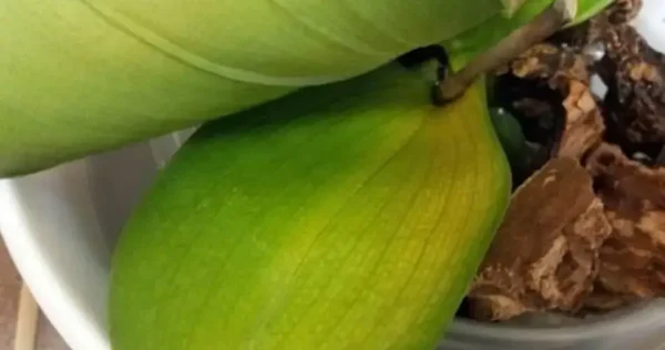 Orquídea, folhas amarelas – descubra este remédio
