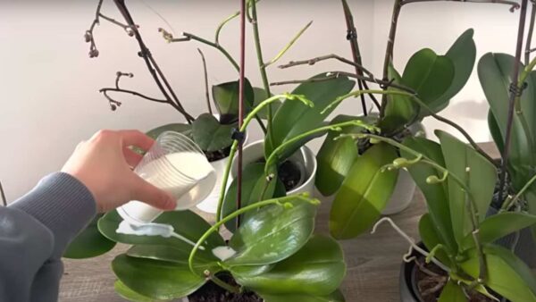 Orquídea muito exuberante, se você regar com isso vai ficar 10 vezes mais bonita