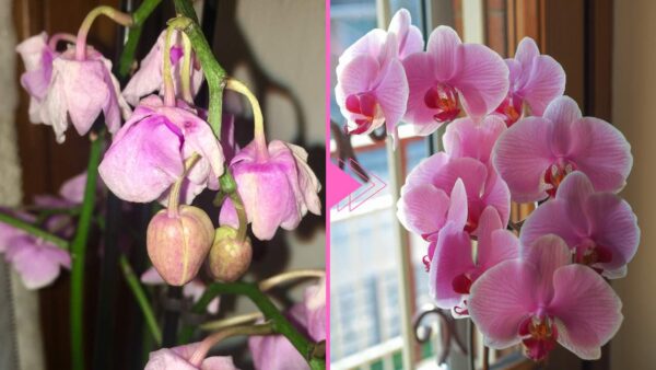 Orquídea murcha, ainda há esperança: com este ingrediente ela volta à vida