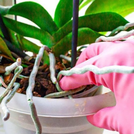 Orquídea: o que fazer com as raízes que saem do vaso?