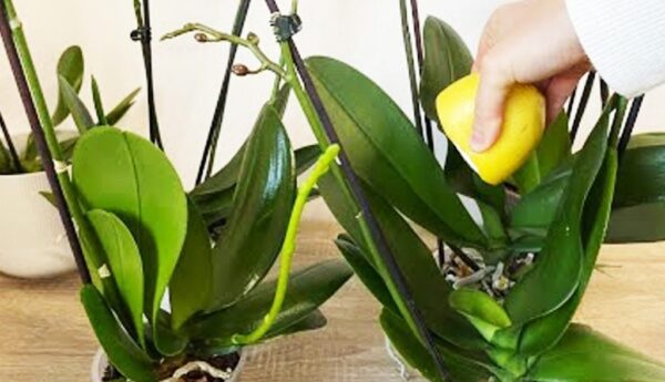 Orquídea: o segredo dos floristas para ter floração abundante e folhas fortes e brilhantes
