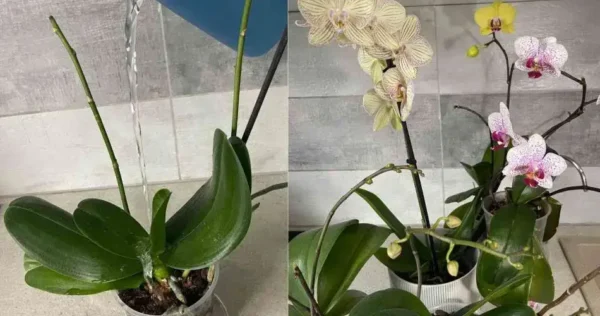 Orquídea, o segredo é regar assim para ela viver muito
