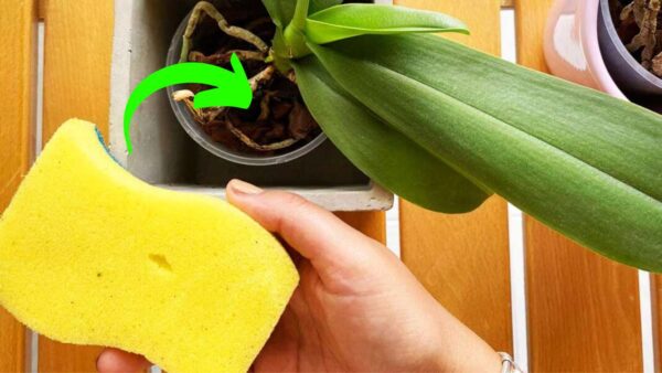 Orquídea, o truque da esponja para fazê-la florescer: você nunca teve assim