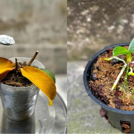 Orquídea podre e moribunda, uma colherada dela é suficiente para reanimá-la em 1 segundo