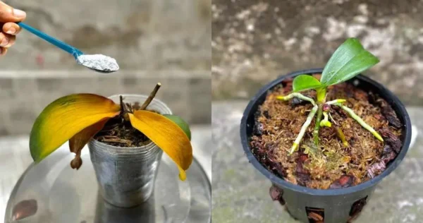 Orquídea podre e morrendo, uma colherada é suficiente para reanimá-la em 1 momento
