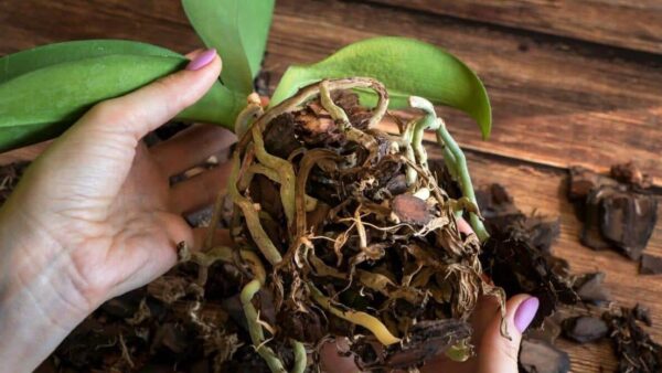 Orquídea podre: o método do viveirista para recuperá-la rapidamente sem esforço