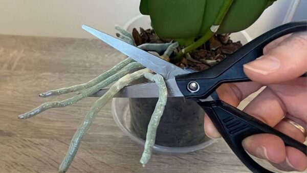 Orquídea, raízes fortes e flores abundantes se tiver: ninguém pensa nisso