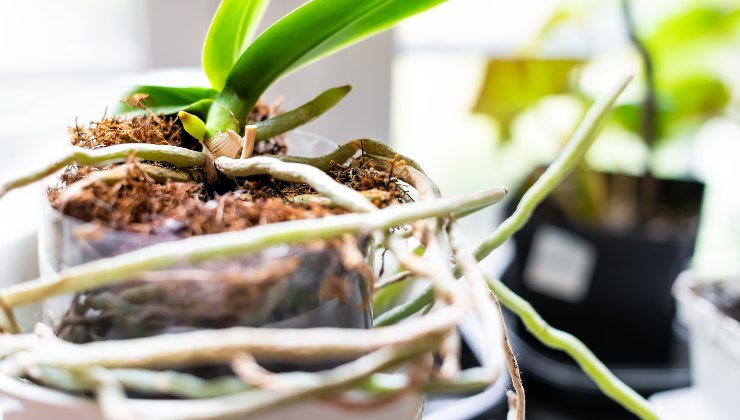 Orquídea: como torná-la forte