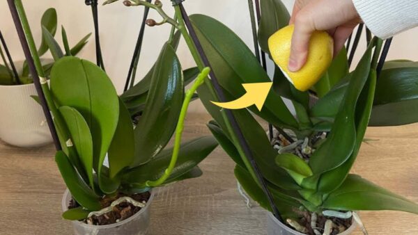 Orquídea saudável e luxuriante se você usar este ingrediente: o método do viveirista