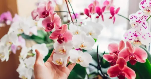 Orquídea, se colocar aqui ela floresce por 10 anos: qual o lugar ideal da casa