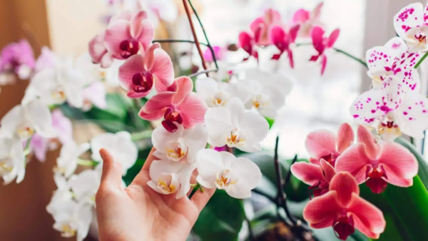Orquídea, se o local aqui floresce há 10 anos: qual é o lugar ideal na casa