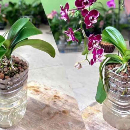 Orquídea, se você plantar assim, a planta vai crescer e florescer muito rápido