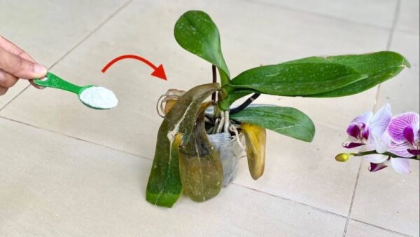 Orquídea, se você quer ela sempre forte e saudável, use este adubo natural
