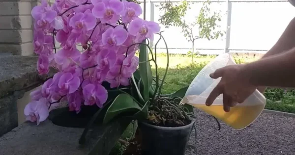 Orquídea, se você regar assim ela vai ficar imortal: esse é o truque | Nunca foi tão lindo e exuberante!