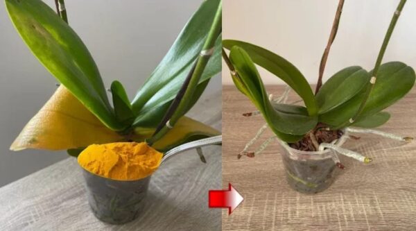 Orquídea velha e amarelada, o ingrediente para ressuscitá-la em pouco tempo
