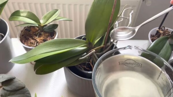 Orquídeas, 1 colher de sopa é o suficiente e elas vão florescer sem parar: fertilizante muito poderoso