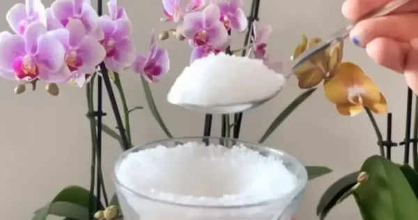 Orquídeas cheias de flores e saudáveis ​​por um ano inteiro se você fizer isso uma vez por semana