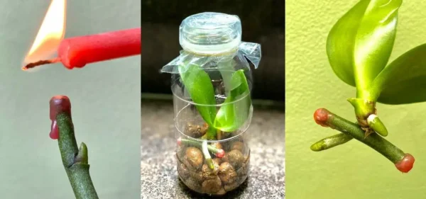 Orquídeas, como propagá-las com ramos de flores para fazer as plantas crescerem imediatamente