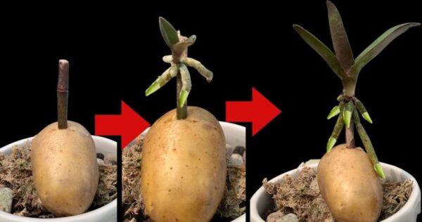 Orquídeas, como propagá-las infinitamente com uma batata: os jardineiros ensinam