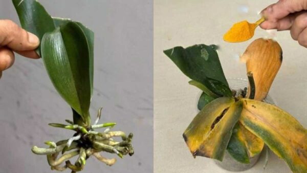 Orquídeas, como protegê-las de bactérias e doenças com um único gesto: elas nunca mais morrerão