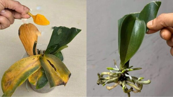 Orquídeas, como protegê-las de bactérias e doenças de uma só vez: elas nunca mais morrerão