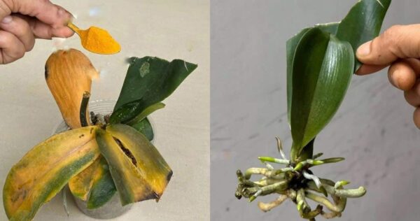 Orquídeas, como protegê-las de bactérias e doenças de uma só vez: elas nunca mais morrerão