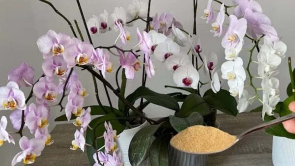 Orquídeas em abundância e sempre vigorosas com um toque deste