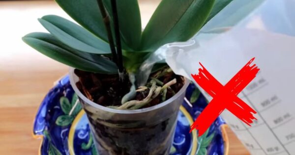 Orquídeas, esqueçam a água: regue-as com isso e elas estarão sempre fortes