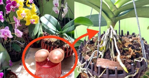Orquídeas fortes e de crescimento rápido? Experimente o truque da batata!