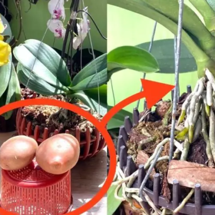 Orquídeas fortes e de crescimento rápido? Experimente o truque da batata!