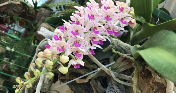 Orquídeas no verão: conseguem respirar? Siga nossos conselhos simples!